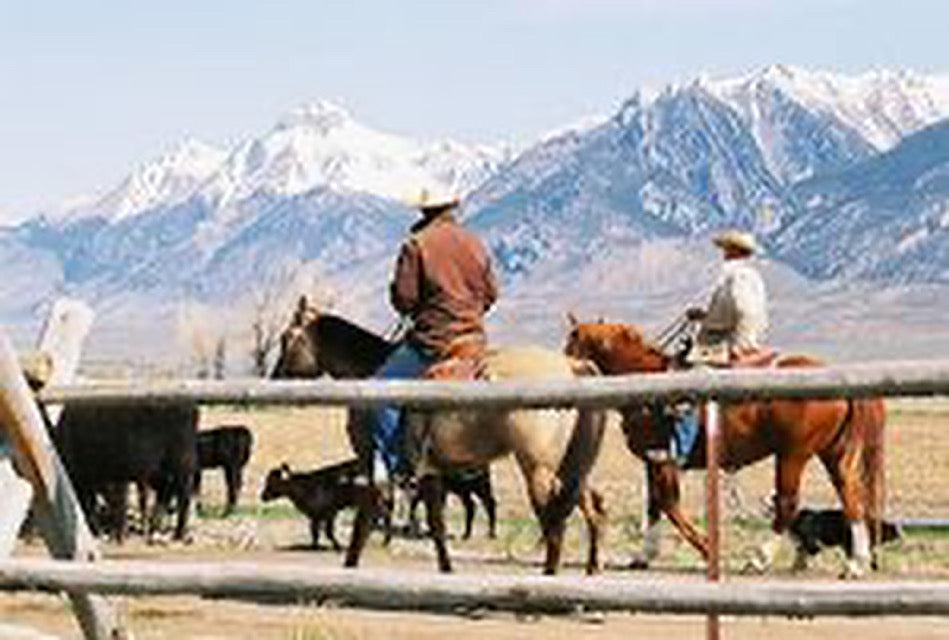 Cattle Drives