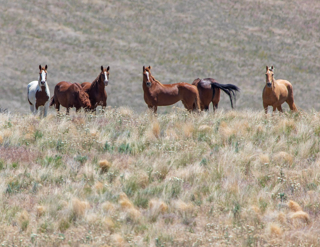 Hiking & Camping In Mackay, Idaho