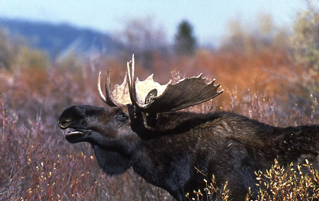 Hunting in Idaho