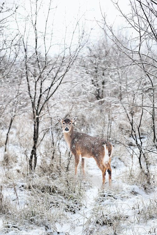 Christmas in Idaho