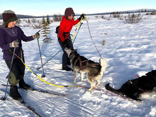 Skijoring With Dogs