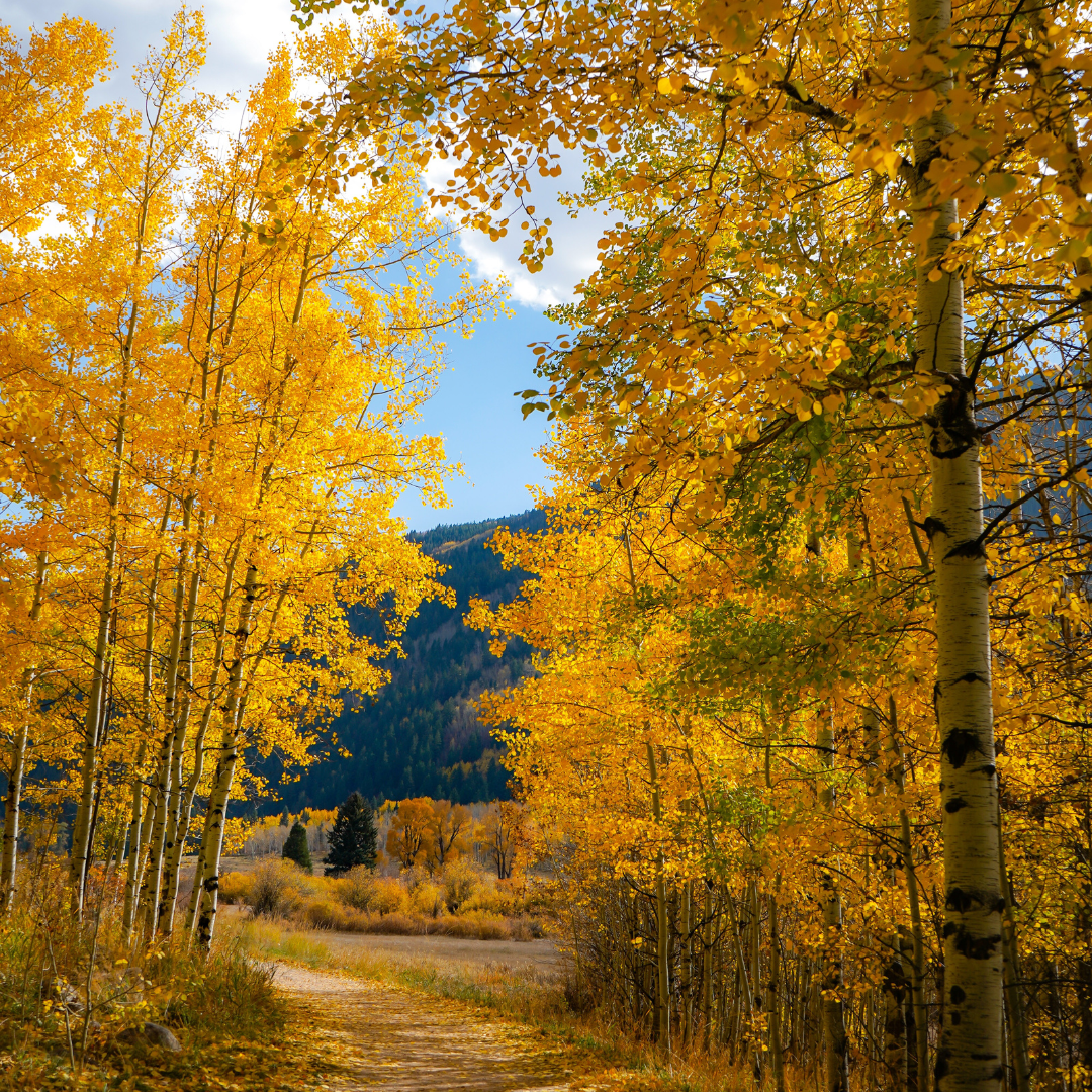 Fall In Jackson Hole